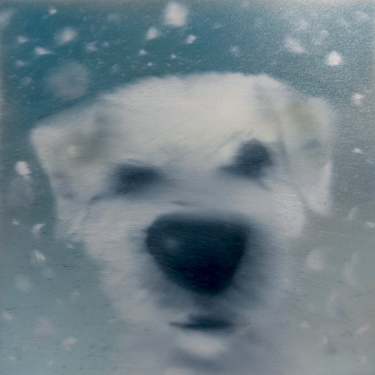 Ben im Schnee (Serie: out of the BLUE)