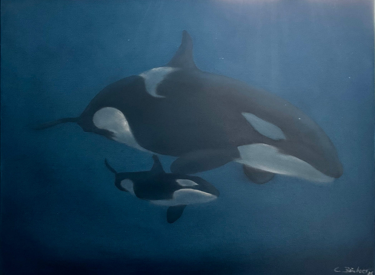 Orcas (Serie: out of the BLUE)